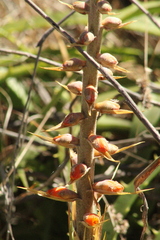 Dyckia lunaris (Dyckia lunaris)