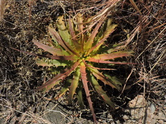Dyckia lunaris (Dyckia lunaris)