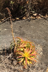 Dyckia lunaris (Dyckia lunaris)