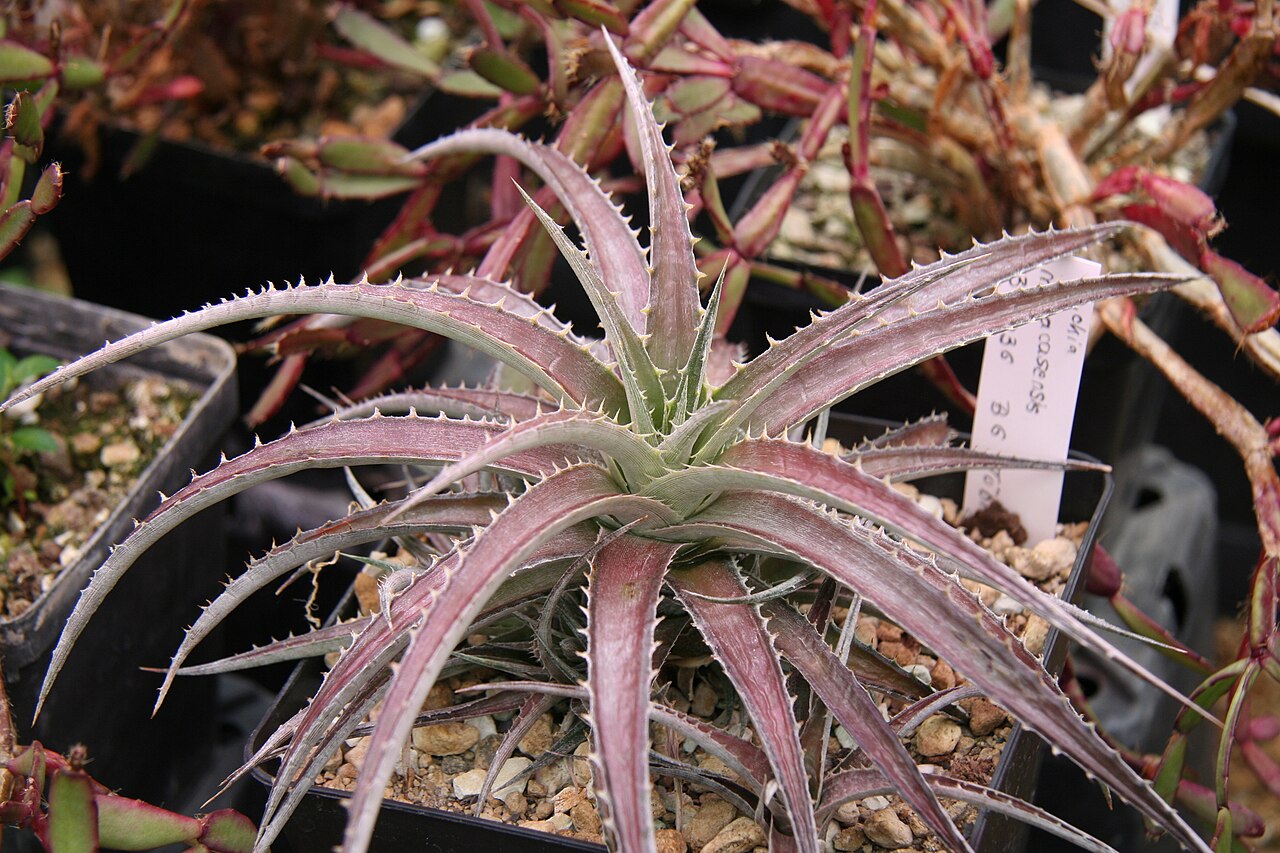 Dyckia maracasensis: Dyckia maracasensis im Botanischen Garten Bochum