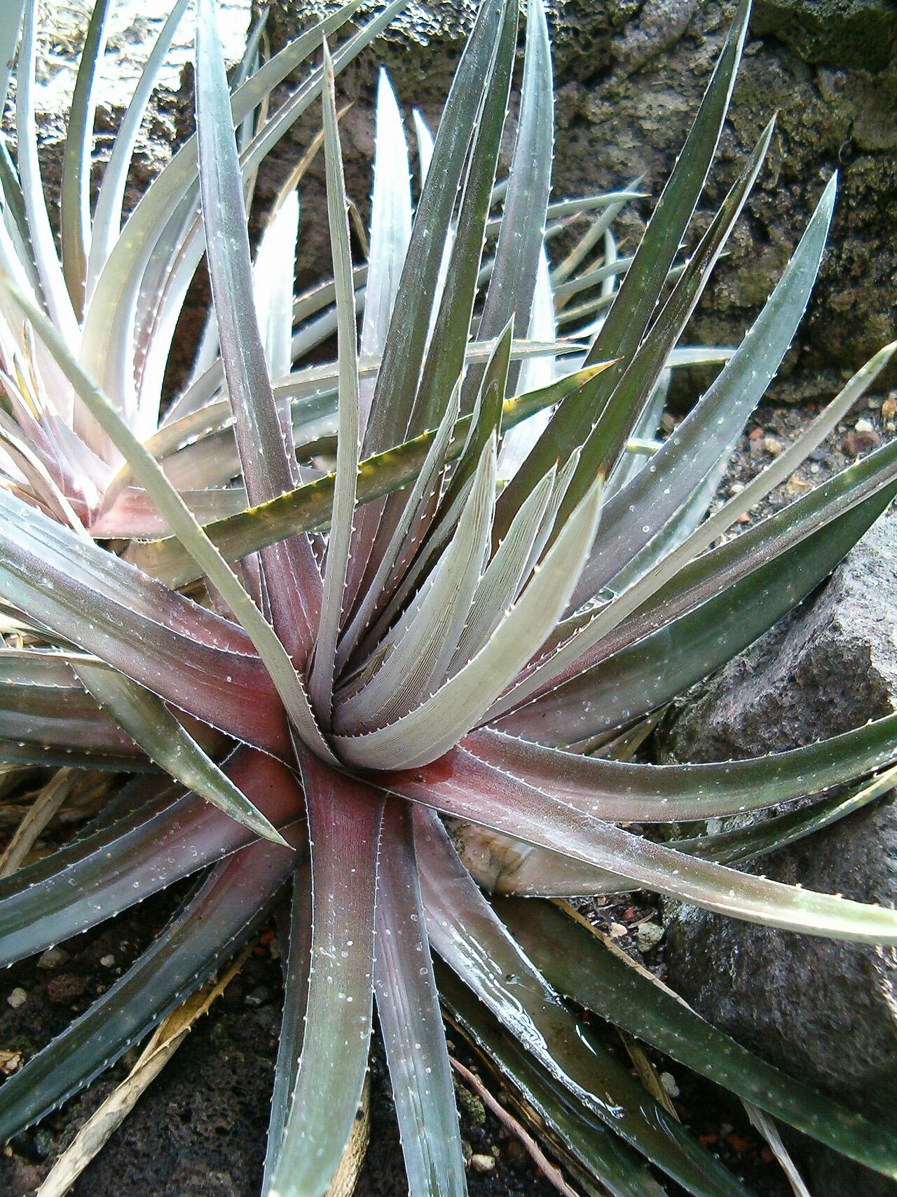 Dyckia maracasensis (Dyckia maracasensis)