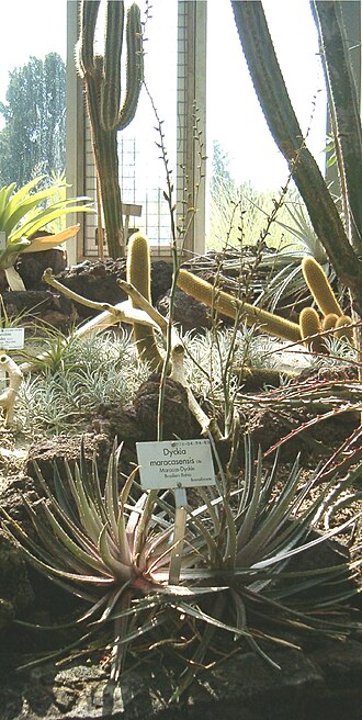 Dyckia maracasensis (Dyckia maracasensis)