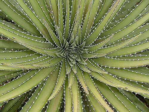 Dyckia maritima: Dyckia maritima - BROMELIACEAE - Torres - RS - Brasil.