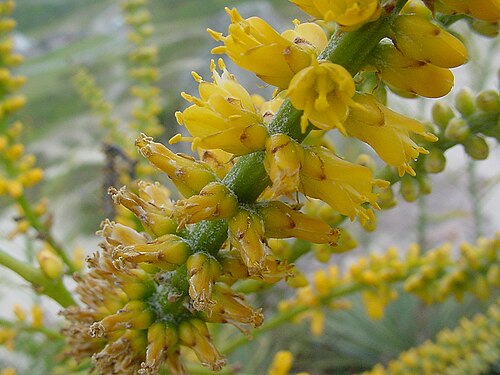 Dyckia maritima: Dyckia maritima - BROMELIACEAE - Torres - RS - Brasil.