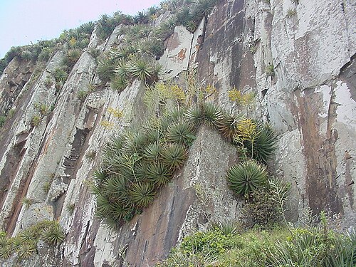 Dyckia maritima: Dyckia maritima - BROMELIACEAE - Torres - RS - Brasil.