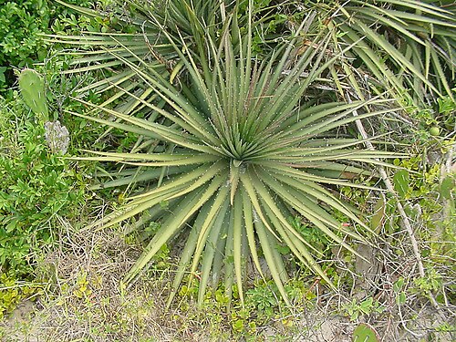 Dyckia maritima: Dyckia maritima - BROMELIACEAE - Torres - RS - Brasil.