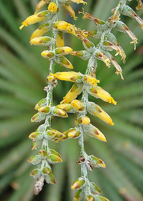 Dyckia maritima: A hardy species, native to the southernmost coast of Brazil. KEW Gardens, London.