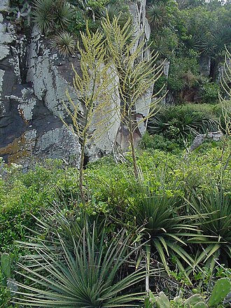 Dyckia maritima: Dyckia maritima - BROMELIACEAE - Torres - RS - Brasil.