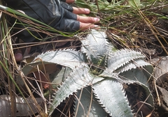 Dyckia marnier-lapostollei (Dyckia marnier-lapostollei)