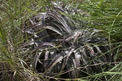 Dyckia marnier-lapostollei (Dyckia marnier-lapostollei)