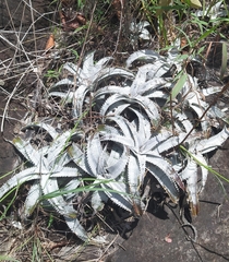 Dyckia marnier-lapostollei (Dyckia marnier-lapostollei)