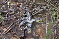 Dyckia marnier-lapostollei (Dyckia marnier-lapostollei)