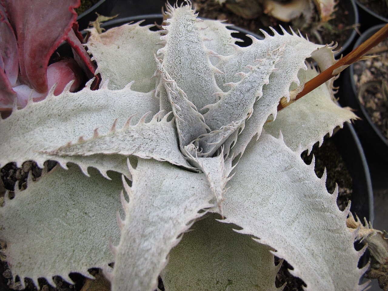 Dyckia marnier-lapostollei: Dyckia marnier-lapostollei