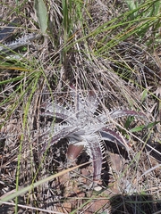 Dyckia marnier-lapostollei (Dyckia marnier-lapostollei)