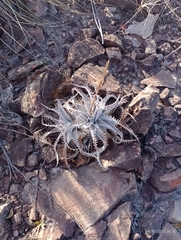 Dyckia marnier-lapostollei (Dyckia marnier-lapostollei)