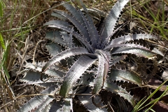Dyckia marnier-lapostollei (Dyckia marnier-lapostollei)