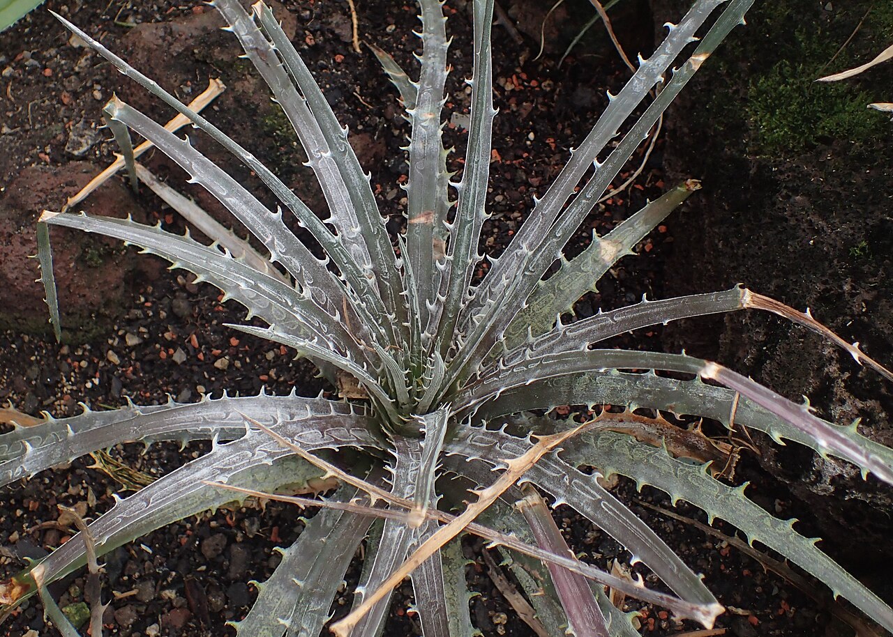 Dyckia milagrensis: Dyckia milagrensis in the Botanischer Garten, Berlin-Dahlem