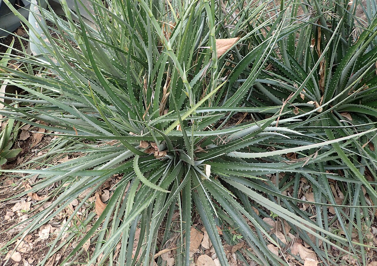 Dyckia niederleinii: Dyckia niederleinii in Jardín de Aclimatación de la Orotava
