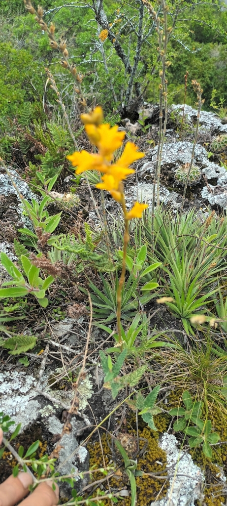 Dyckia pampeana (Dyckia pampeana)
