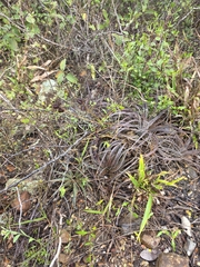 Dyckia pernambucana (Dyckia pernambucana)