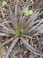 Dyckia pernambucana (Dyckia pernambucana)