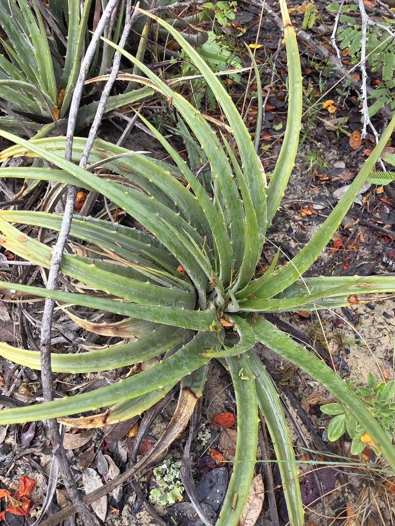 Dyckia pernambucana (Dyckia pernambucana)