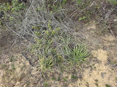 Dyckia pernambucana (Dyckia pernambucana)
