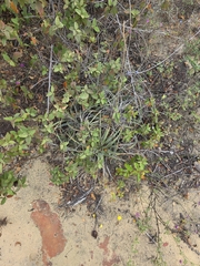 Dyckia pernambucana (Dyckia pernambucana)