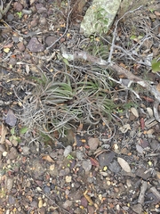 Dyckia pernambucana (Dyckia pernambucana)