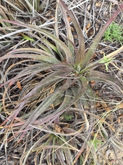Dyckia pernambucana (Dyckia pernambucana)
