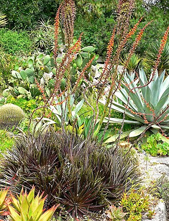 Dyckia platyphylla: Photo of Dyckia platyphylla at the San Francisco Botanical Garden