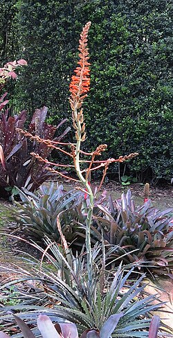 Dyckia platyphylla: Native to the Bahia region of Brazil. Lotusland, Montecito, California.