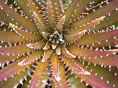 Dyckia platyphylla (Dyckia platyphylla)