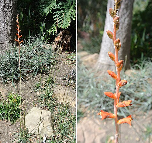Dyckia rariflora: Said to be native to the Minas Gerais area of Brazil, and less spiny than others of its genus. Lotusland, Montecito, California