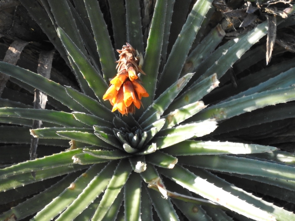 Dyckia reitzii (Dyckia reitzii)