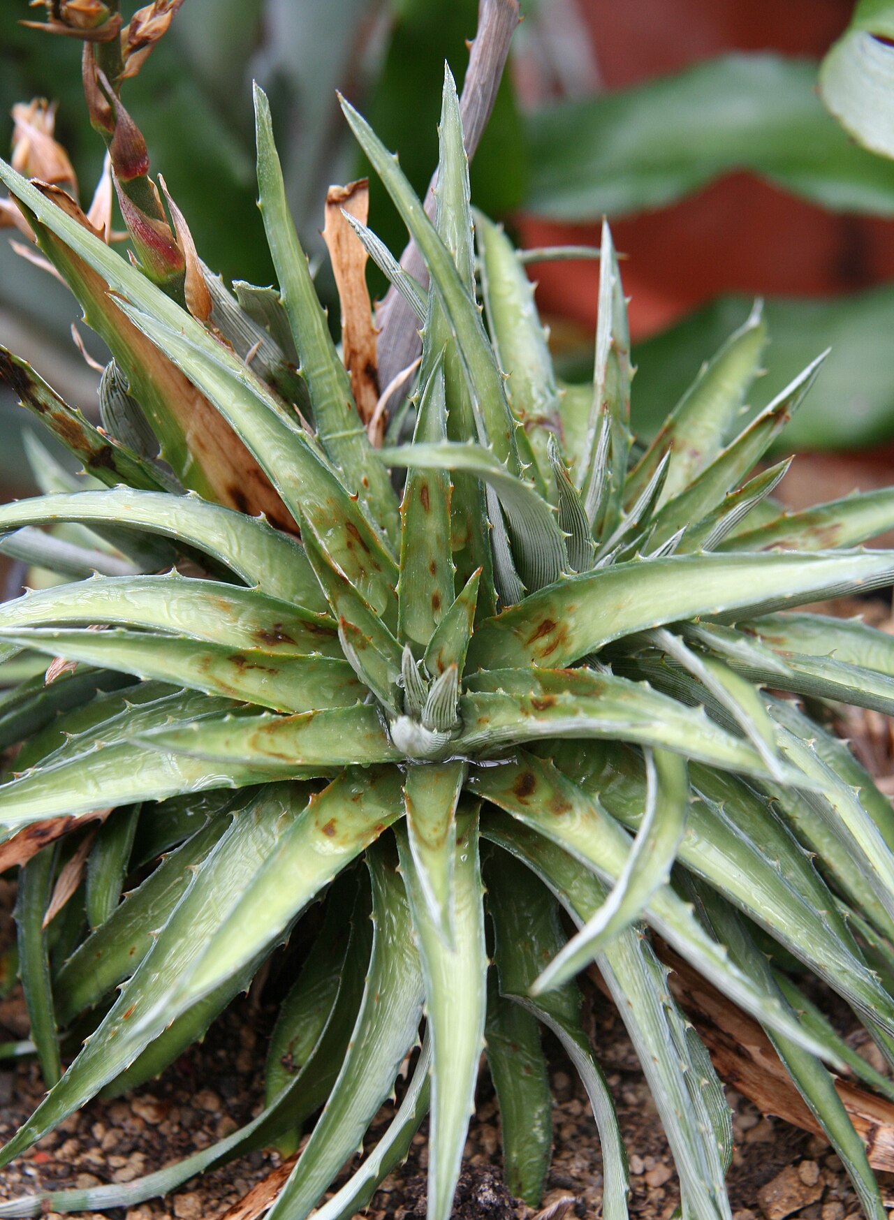 Dyckia reitzii: Dyckia reitzii im Botanischen Garten Bochum