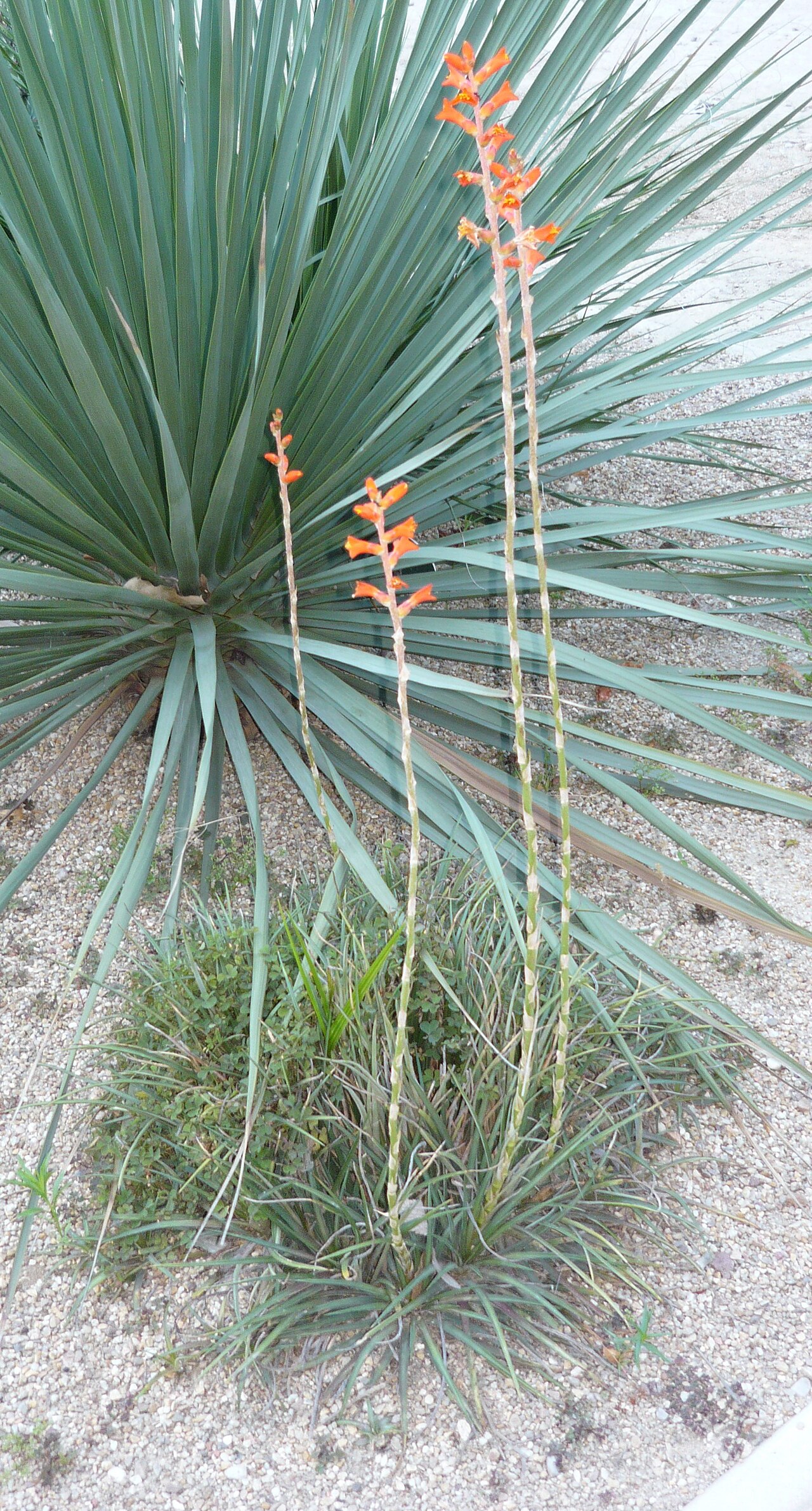 Dyckia remotiflora: Dyckia remotiflora . Real Jardín Botánico de Madrid .