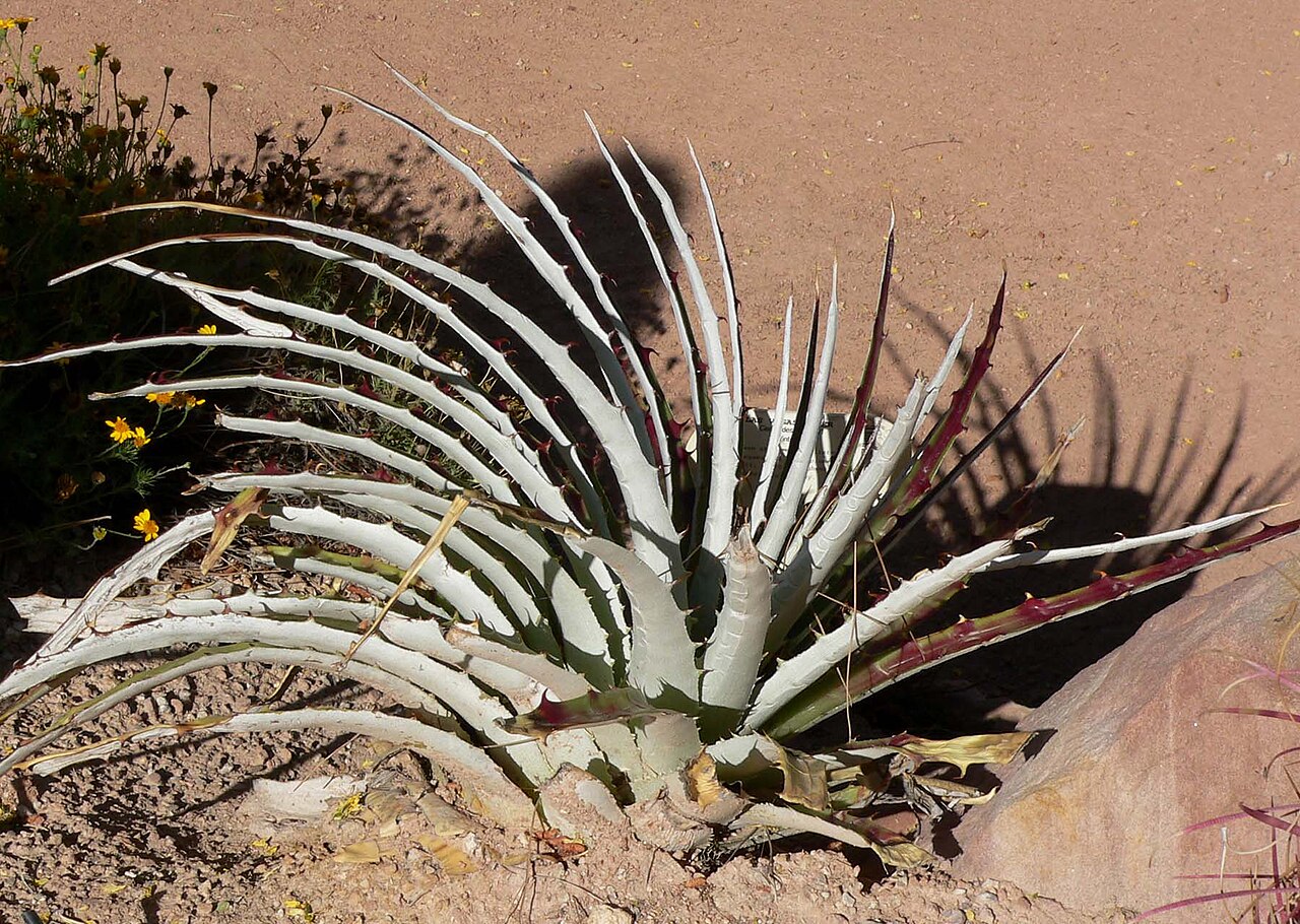 Dyckia remotiflora: Photo of Dyckia remotiflora at the Springs Preserve garden in Las Vegas, Nevada