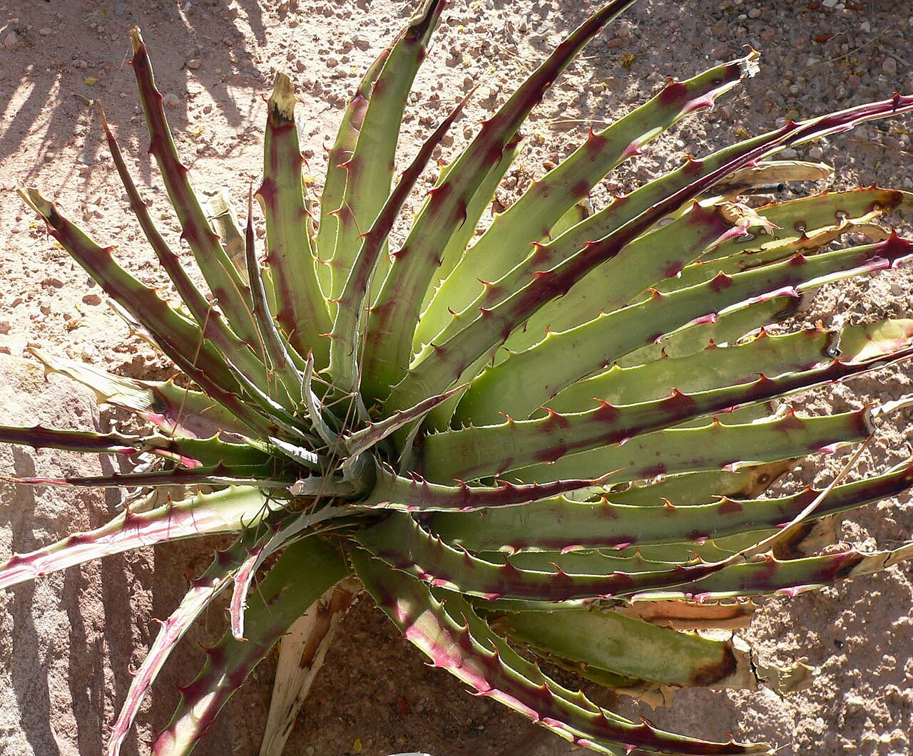 Dyckia remotiflora: Photo of Dyckia remotiflora at the Springs Preserve garden in Las Vegas, Nevada