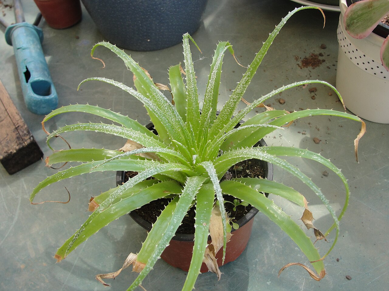 Dyckia richardii: Dyckia richardii