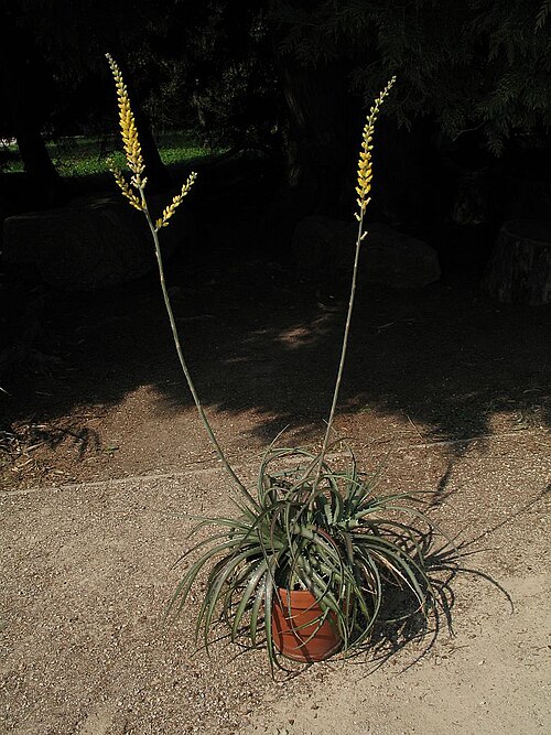 Dyckia velascana: Dyckia velascana in cultivation at the Botanical Garden of Heidelberg, Germany .
