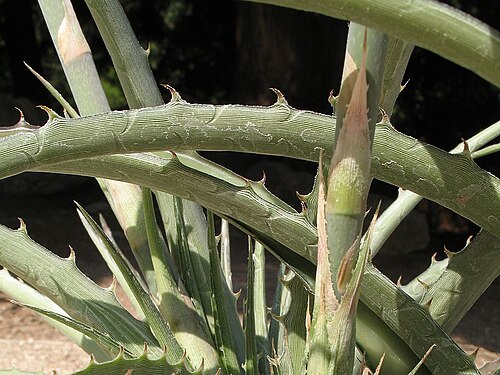 Dyckia velascana: Dyckia velascana in cultivation at the Botanical Garden of Heidelberg, Germany .
