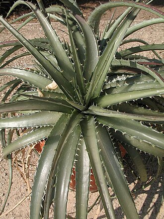Dyckia velascana: Dyckia velascana in cultivation at the Botanical Garden of Heidelberg, Germany .