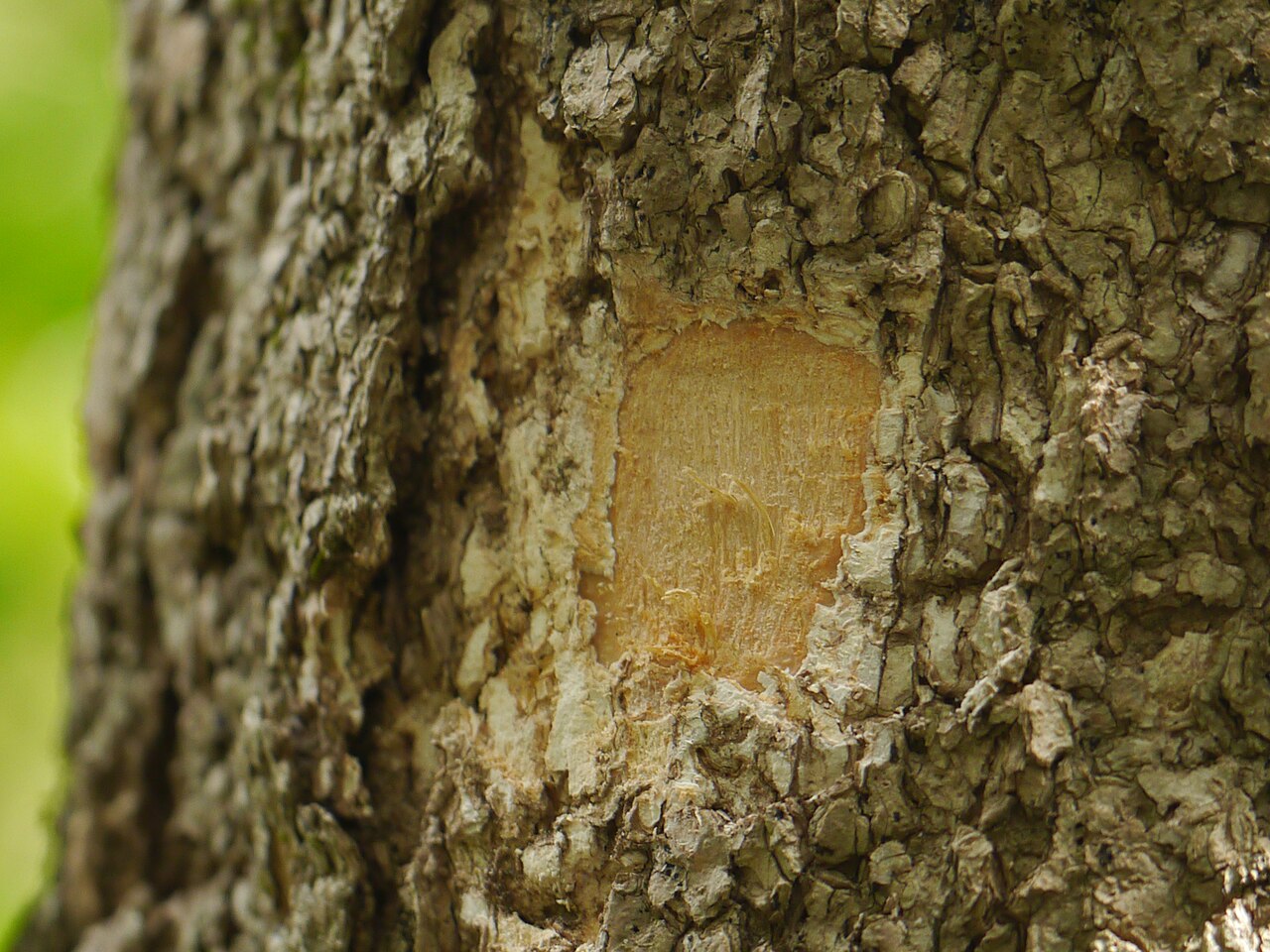 Dysoxylum ficiforme: Meliaceae (melia, or mahogany family) » Dysoxylum gotadhora (Buch.-Ham.) Mabb. dis-oh-ZY-lum -- from the Greek dys (bad) and xylon (wood) ... Dave's Botanary bi