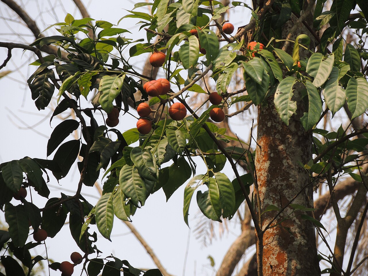 Dysoxylum ficiforme: Dysoxylum binectariferum, an important food tree of Great Hornbills