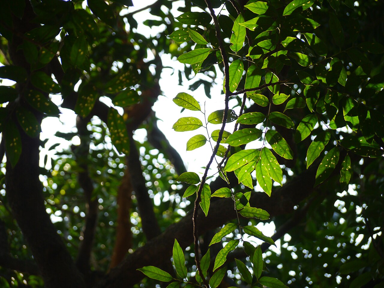 Dysoxylum ficiforme: Dysoxylum binectariferum