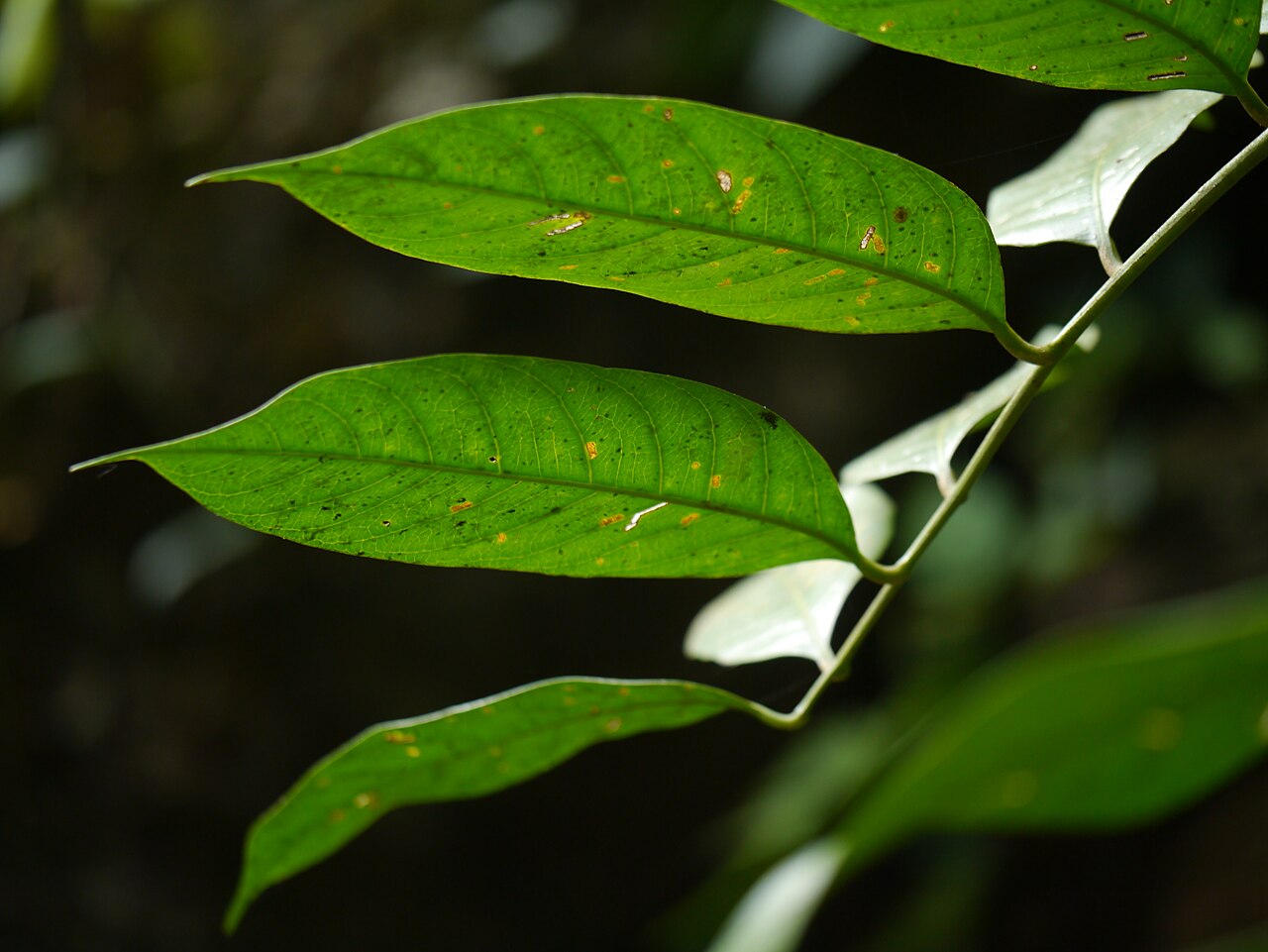 Dysoxylum ficiforme: Meliaceae (melia, or mahogany family) » Dysoxylum gotadhora (Buch.-Ham.) Mabb. dis-oh-ZY-lum -- from the Greek dys (bad) and xylon (wood) ... Dave's Botanary bi