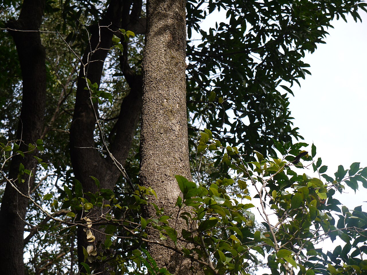 Dysoxylum ficiforme: Dysoxylum binectariferum