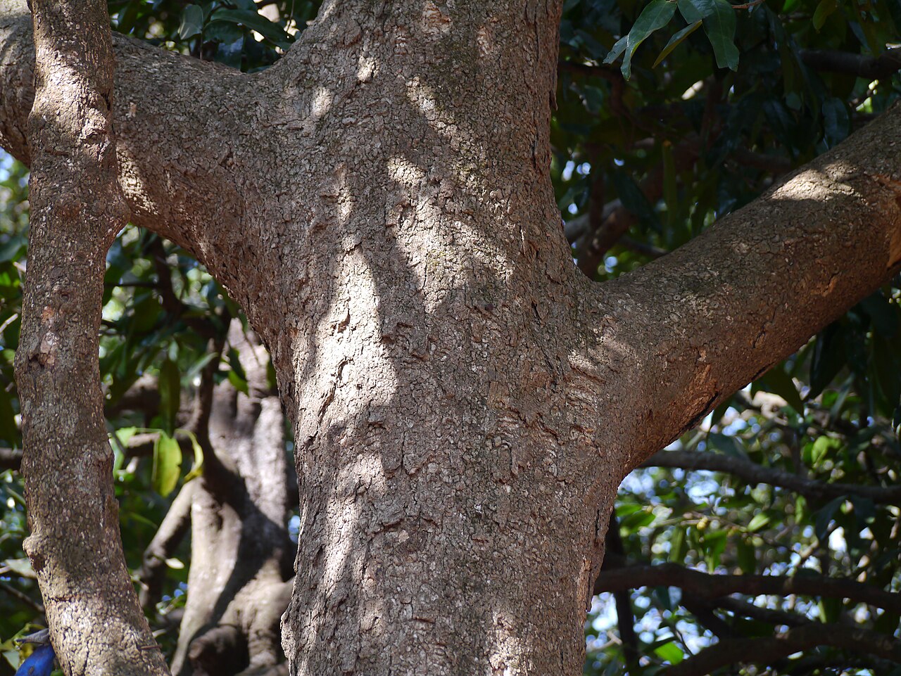 Dysoxylum ficiforme: Dysoxylum binectariferum