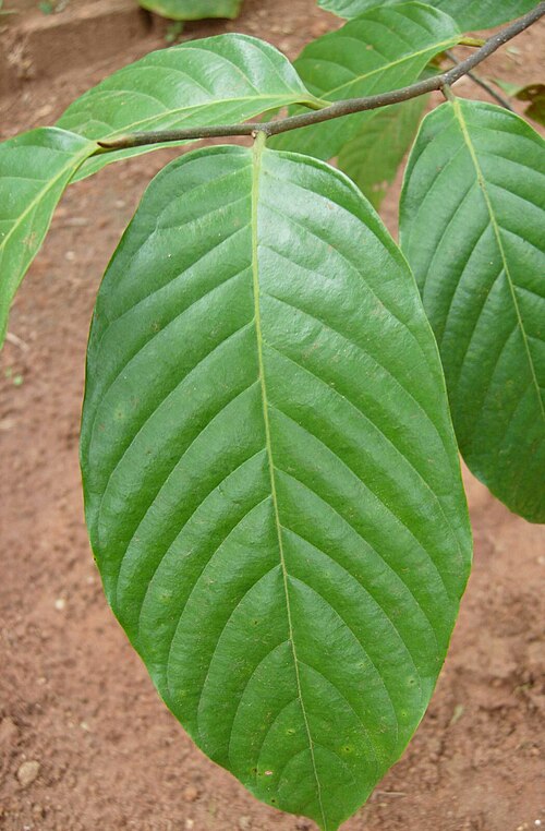 Dysoxylum gotadhora: Dysoxylum_ficiforme
